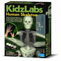 Human Skeleton 1 - Toyworld