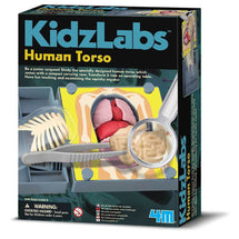 Human Torso 1 - Toyworld